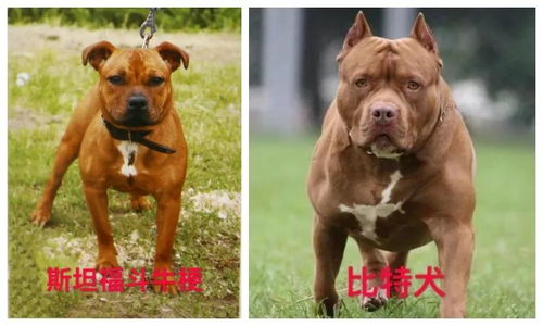权威发布丨关于天津市建成区内禁养烈性犬种类的通告