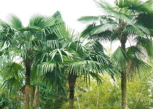 棕桐树和棕榈树的区别,什么的棕榈树填空？