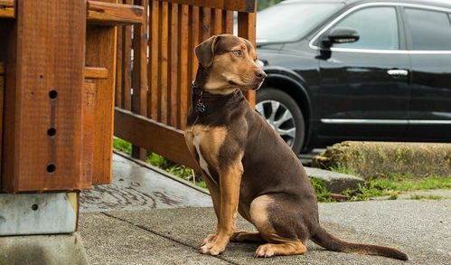 一条狗的使命 姊妹篇,比特犬为家人踏上400英里回家路 