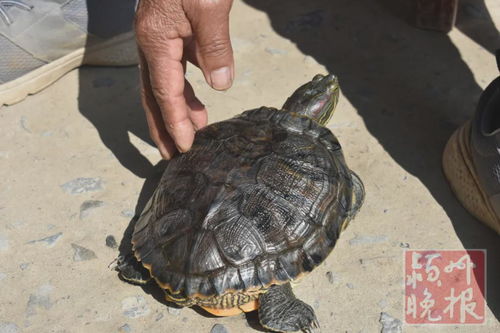 养了12年的乌龟 阜阳胡大爷 希望有人能够