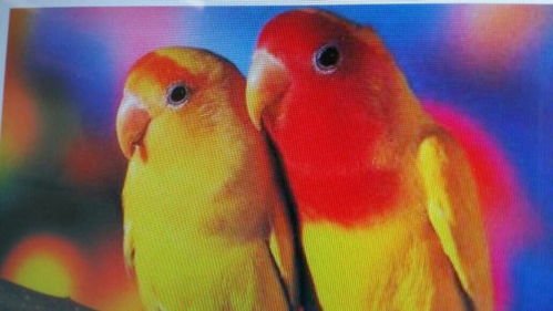 红鹦鹉哪个品种最好？