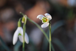 花卉大全500种图片（花卉大全500种图