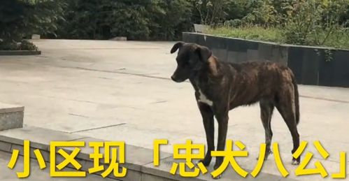 韩国夫妇回国,将爱犬弃养,小区居民为保住狗狗,写下催泪文章