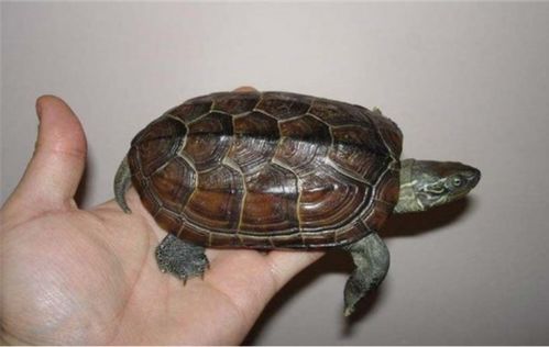 十月以后中华草龟怎么养？