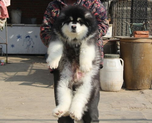 图 阿拉斯幼犬多少钱.专业繁殖基地 品质有保障 北京宠物狗 