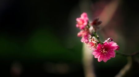 财神赐福 今日起准备接横财的生肖,有你上榜吗