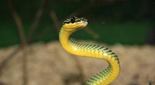 背部有黄色菱形花纹的蛇是什么蛇 
