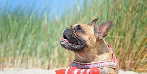 夏季养狗安全 如何发现和预防狗狗中暑 易中暑的狗品种