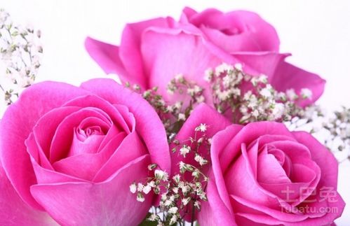 紫色玫瑰代表什么意思 花语是什么