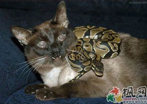 梦见猫把蛇吃了是什么意思梦到猫把蛇吃了好不好(梦见猫咪把蛇吃了)