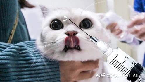 小猫咪到新家一直叫该怎么处理呢 