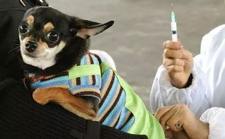 专家 避免人得狂犬病的最好办法是,把狂犬病疫苗打给狗