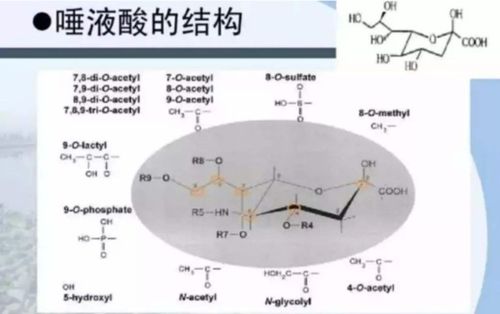 酶是什么?