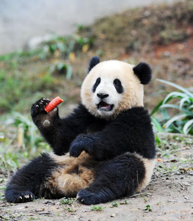 熊猫英语作文 大自然的国宝