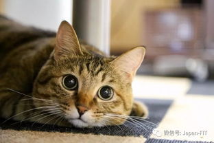 趁着2月22日的日本猫之日 去日本的猫岛让猫咪尽情舔一舔 