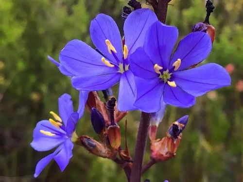 什么花是蓝色的,世界上最美蓝色的花叫什么名字？