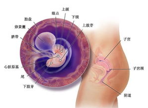 孕囊大小看男女(孕囊大小对照表50天)