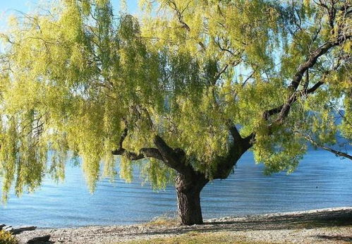 心理测试 夏天到了,想在那棵大树下乘凉 测你人生会一帆风顺吗