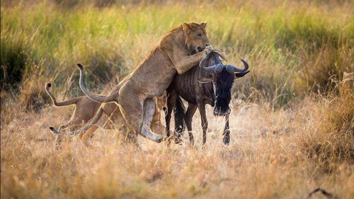 母狮子相互配合猎杀角马 鬣狗群蜂拥抢夺 