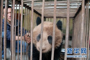 野生大熊猫四川昭觉历险 保护区内恢复状态喜人 