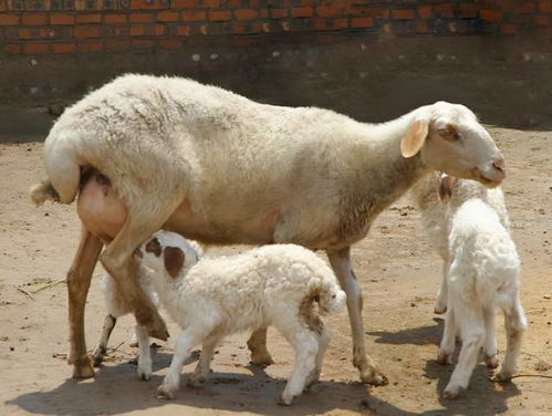 小羊一般几个月配种 后备母羊最佳配种时期,看完本文就明白了