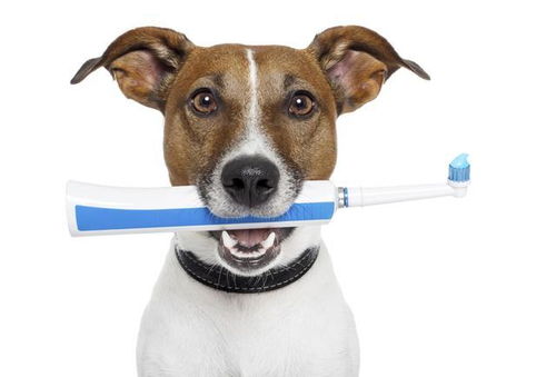 狗狗的牙齿很脆弱 其引起的5种疾病,让狗狗受尽折磨