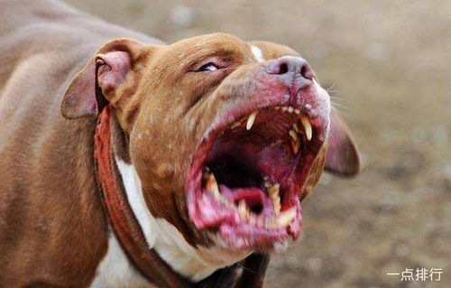 世界十大斗狗品种排名 打架最厉害的狗前十名