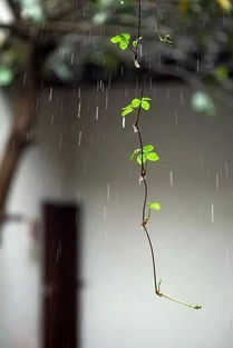 下雨天拍照励志文案  下雨拍照文案？