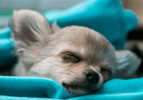 狗狗和人类一样都是晚上睡觉吗 需知爱犬更爱白日觉,别打扰更好