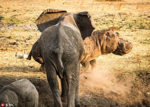 大象和河马哪个的体重大 