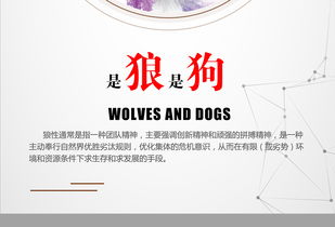 狼性企业励志名言企业文化展板励志挂画图片设计素材 高清psd模板下载 43.80MB 企业展板大全 