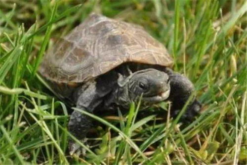 盘点世界上最长寿的10种动物 乌龟才能排第5,第一的竟可以不死
