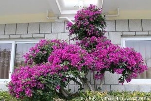 无锡的市花是什么花,无锡锡惠公园有紫薇花吗