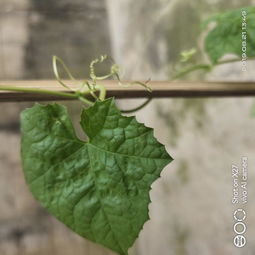 一种藤蔓植物,结黄色的果实,纺锤型 叫什么野果 