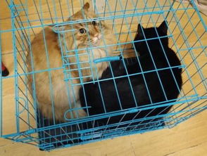 一只猫把主人放在笼子里的鸟吃主人把猫关在笼子里这是什么寓言故事 
