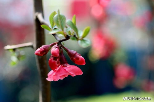 10月中旬,桃花开枝头,恋人会相守,真爱会在身边的四大星座