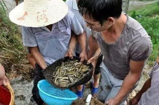 关于捉泥鳅的诗句