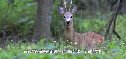 世上最傻的动物,狍子属第一,这种肥鱼拿根棒子敲晕带走 