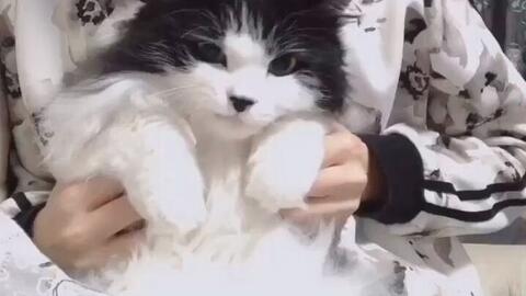 奶牛猫在猫的眼里是帅猫吗