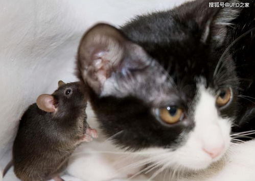老鼠找猫 单挑 是怎么回事 原来被寄生虫控制,人会不会中招