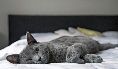 你该让宠物猫和你在一张床上睡吗 漫画图告诉你该注意什么