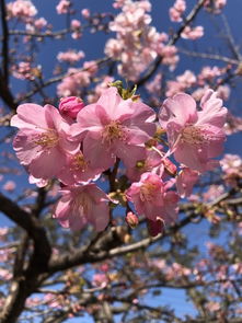 关于春天樱花桃花的诗句