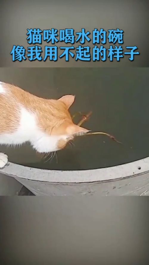 猫咪喝水的盆,是我用不起的样子 