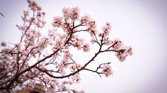 关于春天杏花的诗句古诗