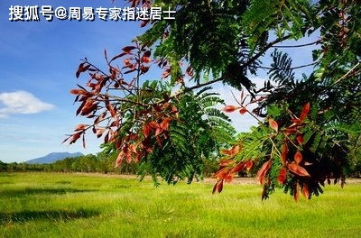 阳宅花草树木种植风水宜忌