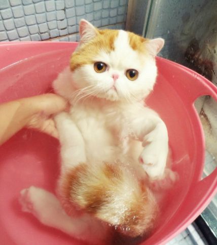 长得好看的猫,就连洗澡都那么好看