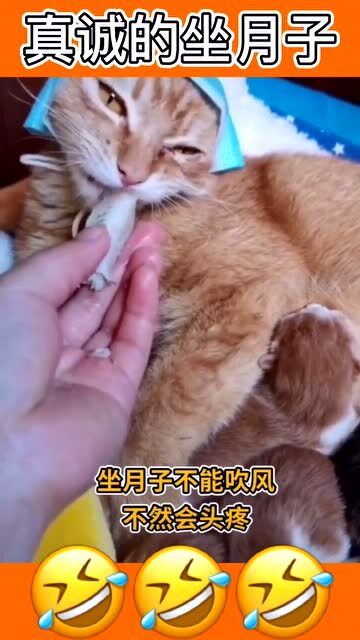 老人说坐月子不能吹风,不然会头疼,这猫咪的待遇真好 