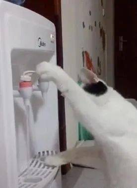 猫猫用爪爪喝水的五大原因