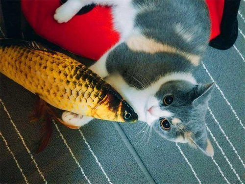 猫爱吃鱼 在鱼刺面前,猫咪也难逃被卡喉咙的命运