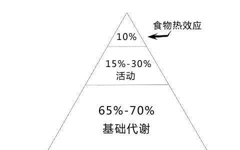 什么是人体基础代谢？